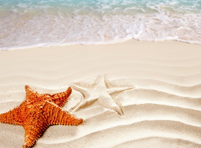 Wallpaper Sea, 5k, 4k wallpaper, ocean, starfish, shore, Best Beaches in the World, Travel 9698717717